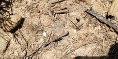 Myrmecia mandibularis