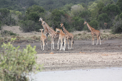 Giraffa camelopardalis reticulata