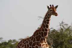 Giraffa camelopardalis reticulata