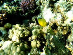 Chaetodon austriacus