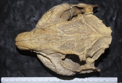 Cuniculus paca nelsoni