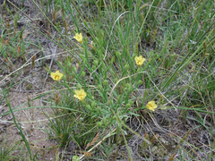 Linum sulcatum
