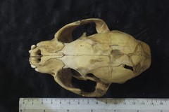 Leopardus pardalis pardalis