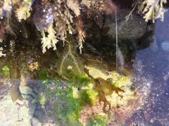 Dictyopteris polypodioides