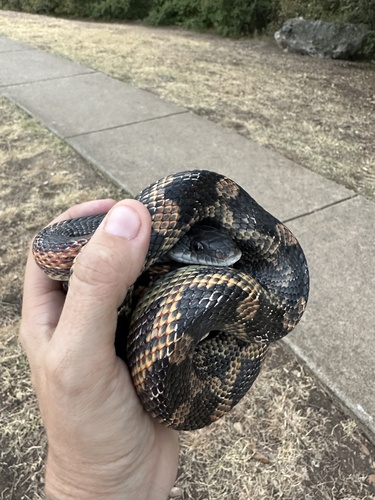 Western Ratsnake, Frate Barker Rd, Austin, TX, US, photo 7 of 10