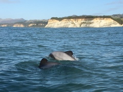 Cephalorhynchus hectori