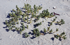 Atriplex billardierei