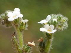 Plagiobothrys collinus
