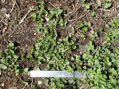 Dichondra occidentalis