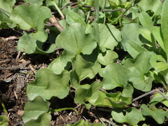 Dichondra occidentalis
