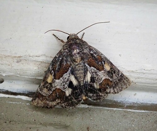 Spinose Flower Moth
