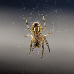 Araneus pallasi