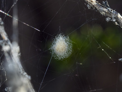 Araneus pallasi