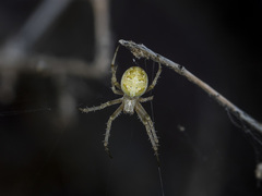 Araneus pallasi