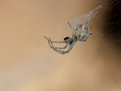 Araneus pallasi