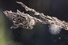 Araneus pallasi