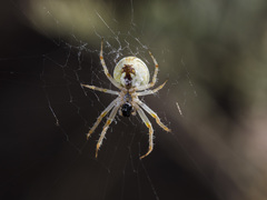 Araneus pallasi