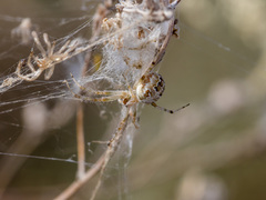 Araneus pallasi