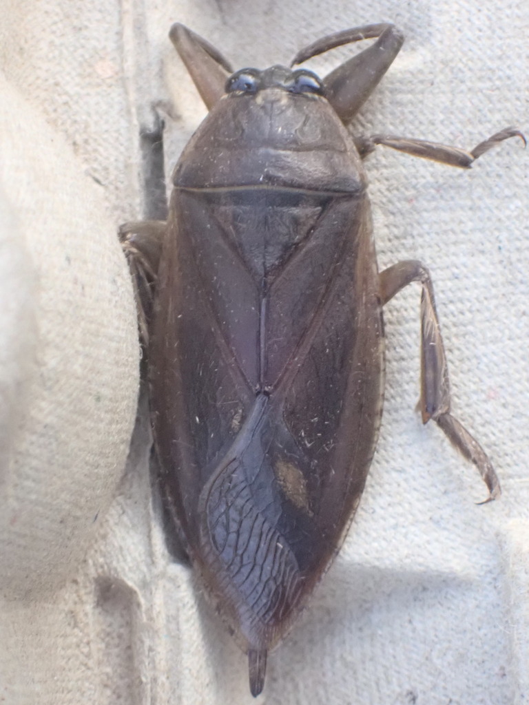 American Giant Water Bug from Hardwick, MA, USA on September 5, 2023 at