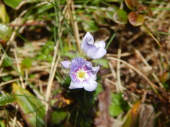 Veronica hookeriana