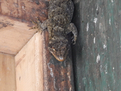 Hoplodactylus duvaucelii
