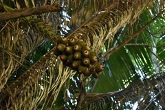 Cocoseae