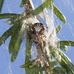 Araneus pallasi
