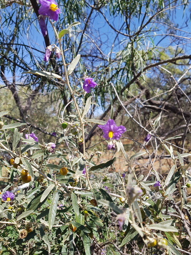 Solanum piceum