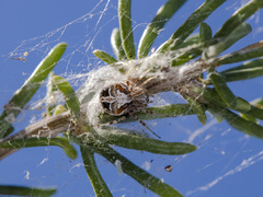 Araneus pallasi