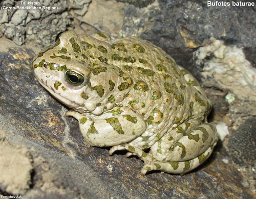 Batura Toad, Bufotes baturae