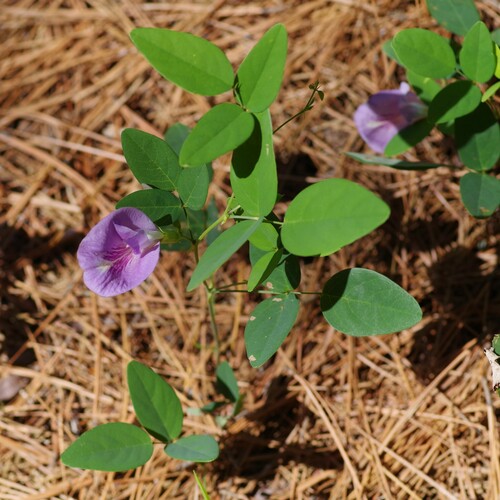 Atlantic pigeonwings (Clitoria mariana)