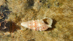 Cerithium