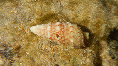 Cerithium