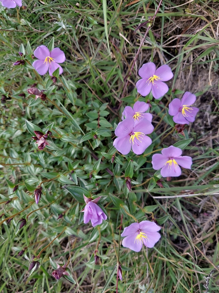 Osbeckia capitata