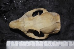 Otospermophilus variegatus variegatus