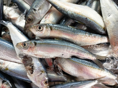 Goldstripe sardinella (Sardinella gibbosa) — Clupeidae — 5