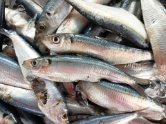 Goldstripe Sardinella photo 2