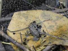 Leptodactylus labrosus