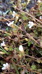 Euphrasia cheesemanii