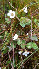 Euphrasia cheesemanii