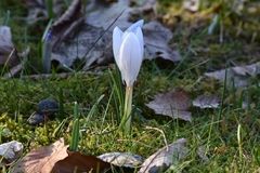 Crocus vernus