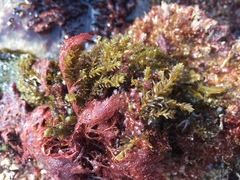 Ericaria selaginoides