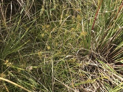 Carex edura