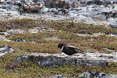 Turdus torquatus torquatus