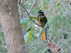 Eumomota superciliosa