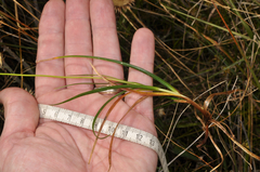 Carex edura