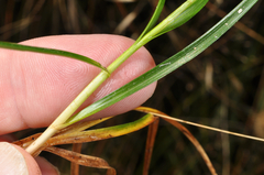 Carex edura