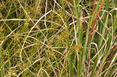 Carex edura