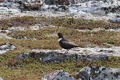 Turdus torquatus torquatus