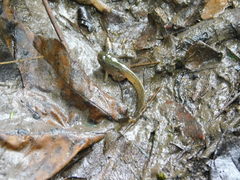 Leptodactylus labrosus